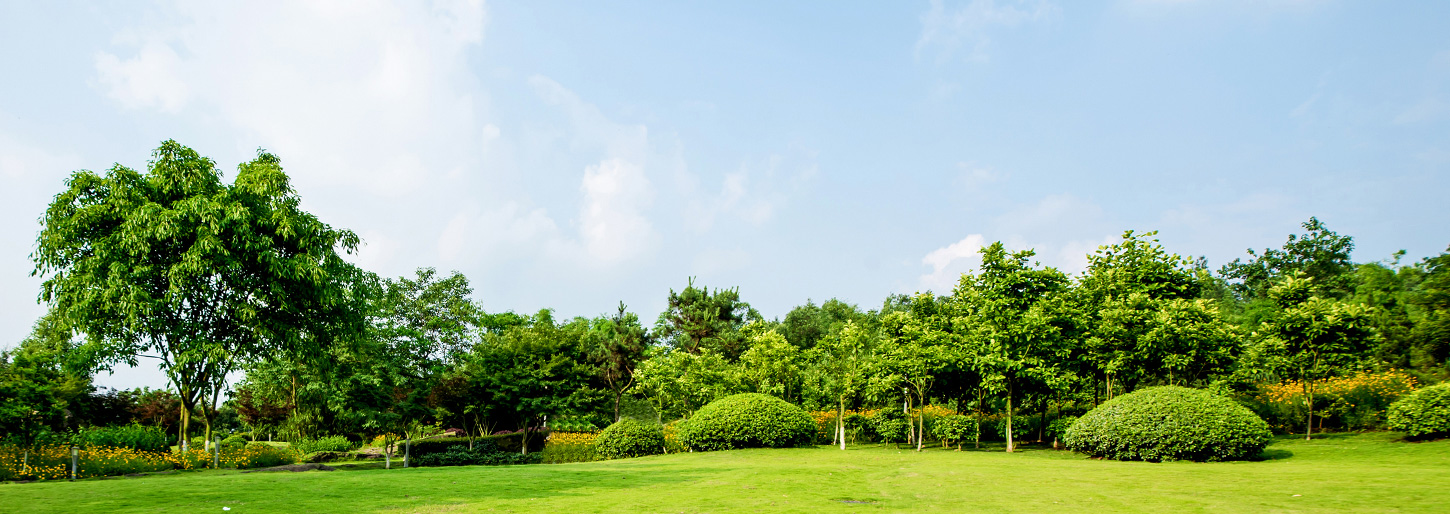Contact ABA Tree Felling