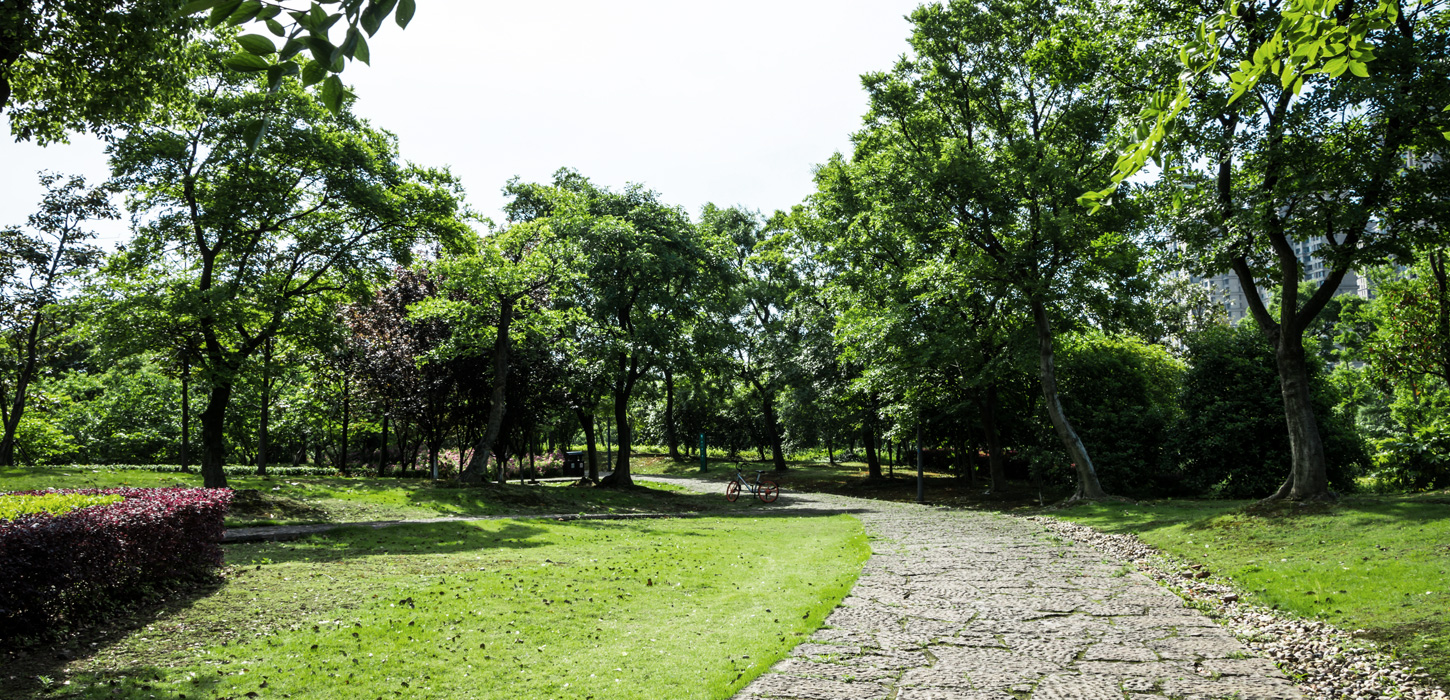 ABA Tree Felling Services