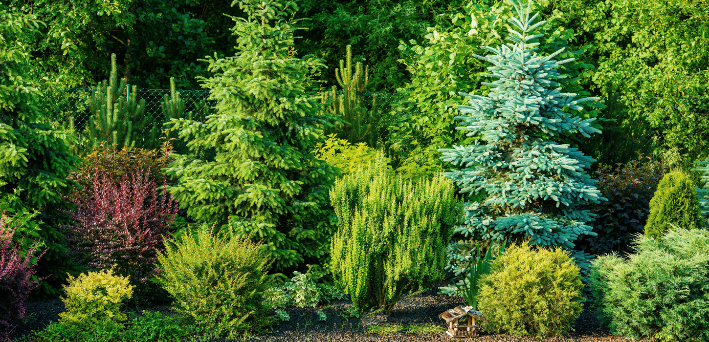 Expert Advice from a Specialist Urban Forrester