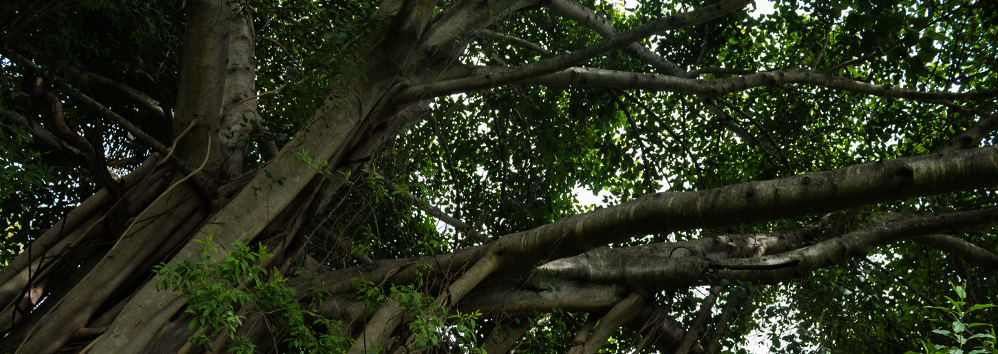 Tree Felling Services Offered by ABA Tree Fellers