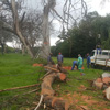 ABA Tree Felling Services