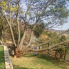 ABA Tree Felling Services