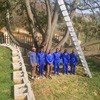 ABA Tree Felling Services