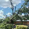 ABA Tree Felling Services