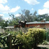 ABA Tree Felling Services