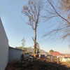 ABA Tree Felling Services