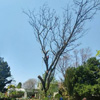 ABA Tree Felling Services