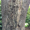 ABA Tree Felling Services