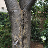 ABA Tree Felling Services