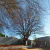 ABA Tree Pruning Services
