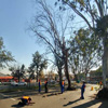ABA Tree Pruning Services