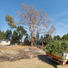 ABA Tree Pruning Services