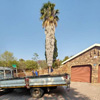 ABA Tree Pruning Services