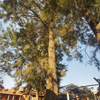 ABA Tree Pruning Services