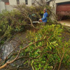 ABA Tree Pruning Services